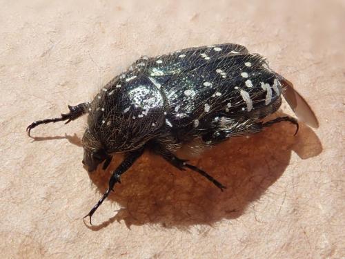 Réf. 258 316 : Oxythyrea funesta